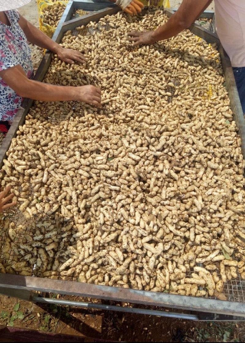 江苏新沂鲜花生，四粒红，大白沙。大量上市，产地直发！
