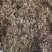 25年7月自然晾干新干花椒。