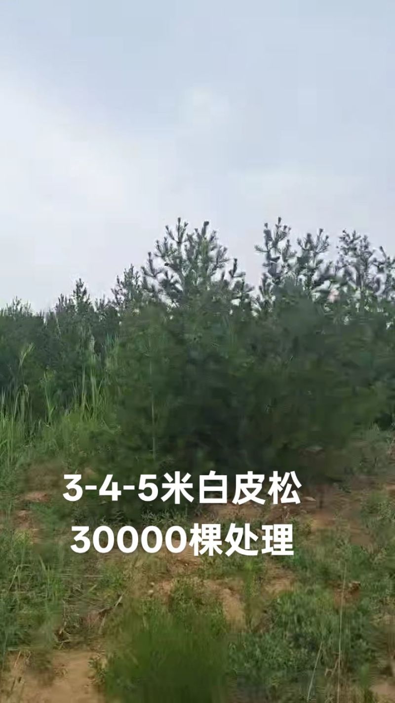 白皮松