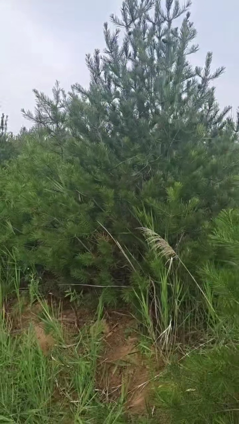 白皮松