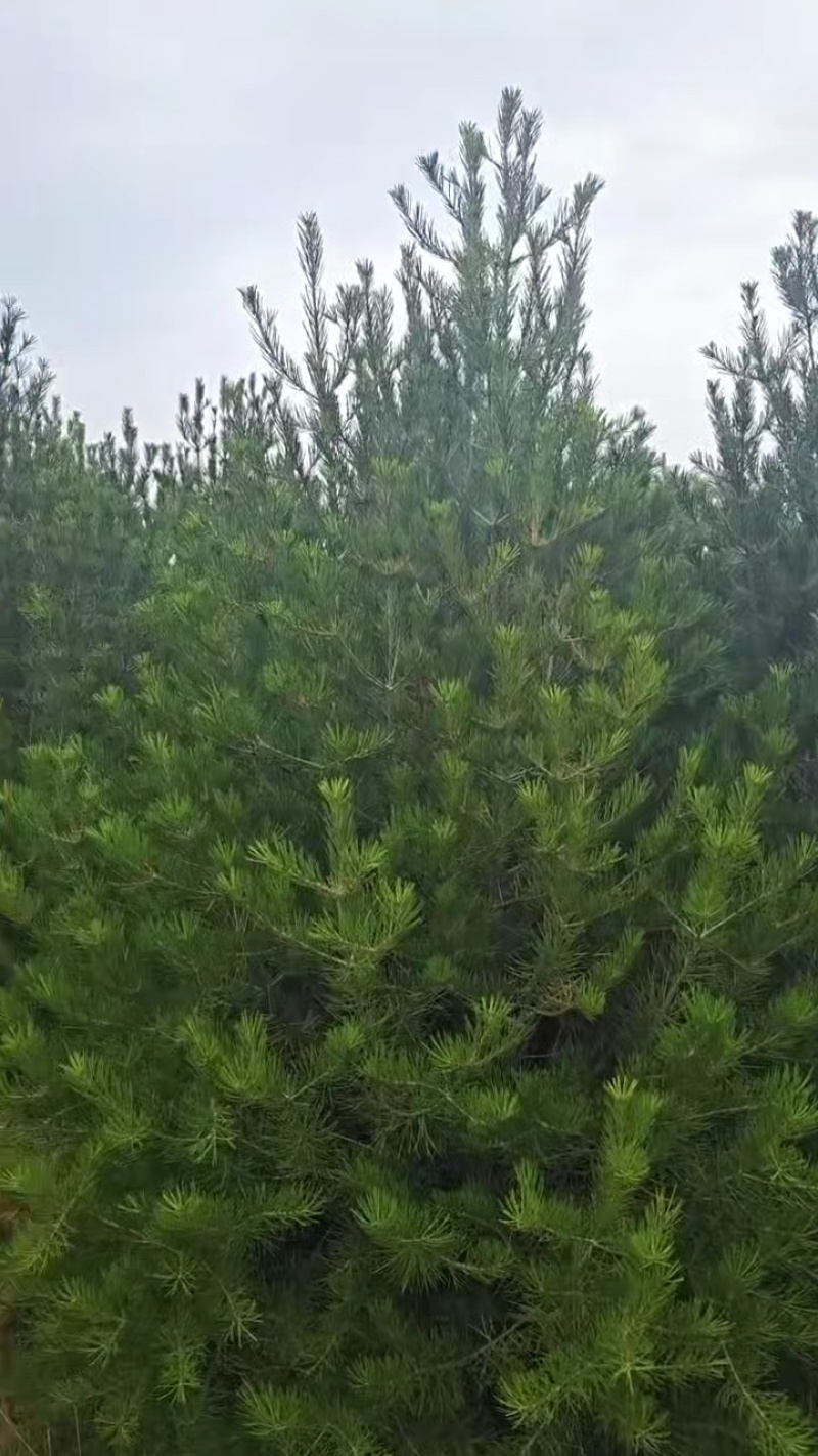 白皮松
