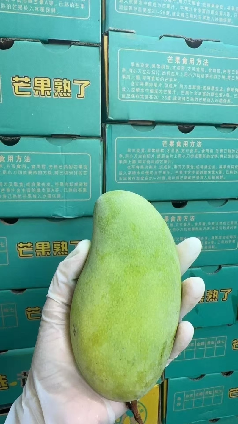 桂七芒果十斤大果广西百色田东的桂七芒果