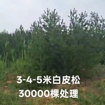 白皮松