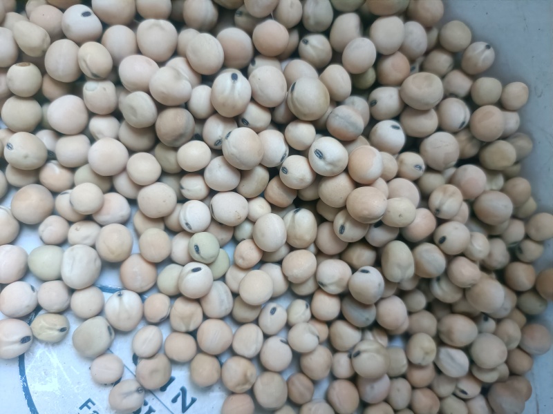 黑芽豌豆