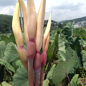 云南本地芋头花