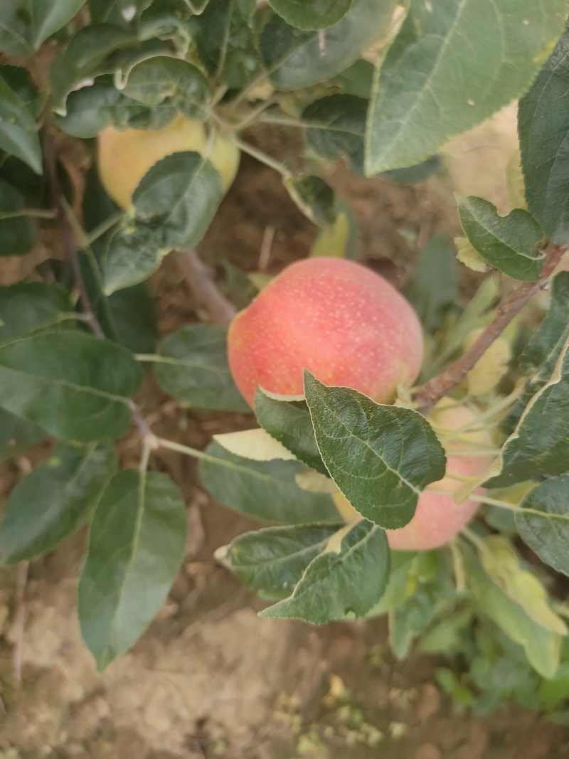 早熟鲁丽苹果