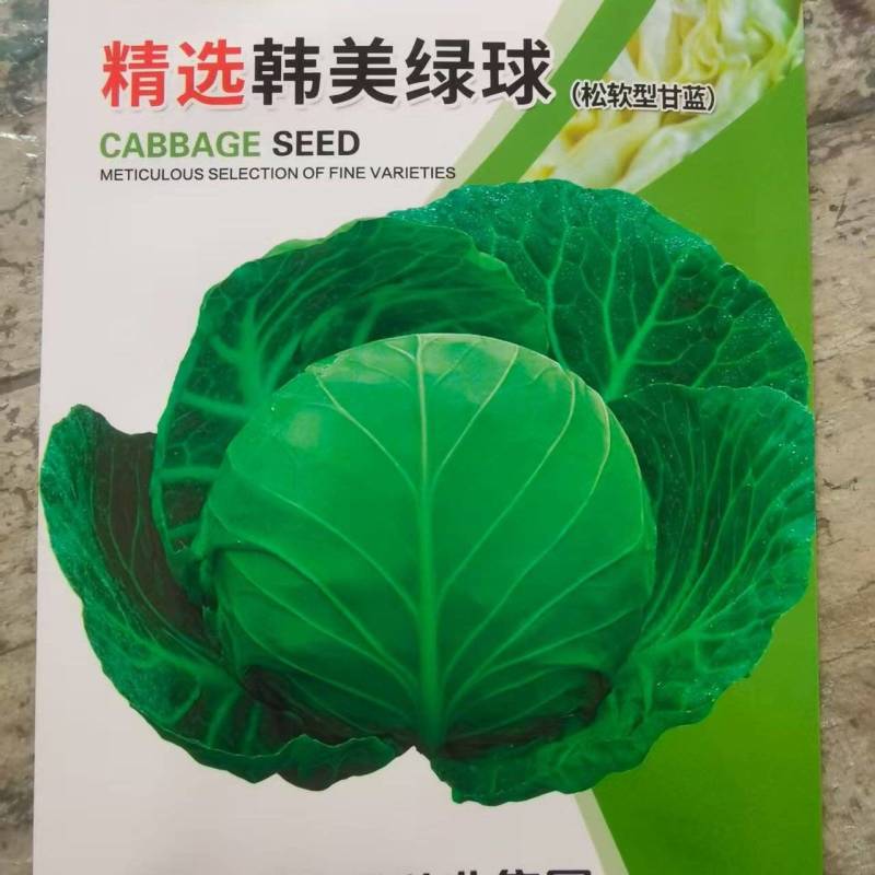 松软甘蓝种子，韩美绿球