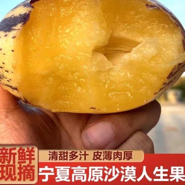 《宁夏人生果》沙漠人生果/产地货源/质量三包/全国供应