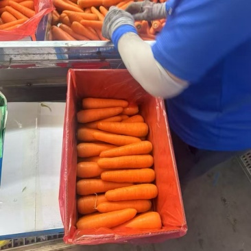 胡萝卜精品货产地直发价格实惠质量有保证