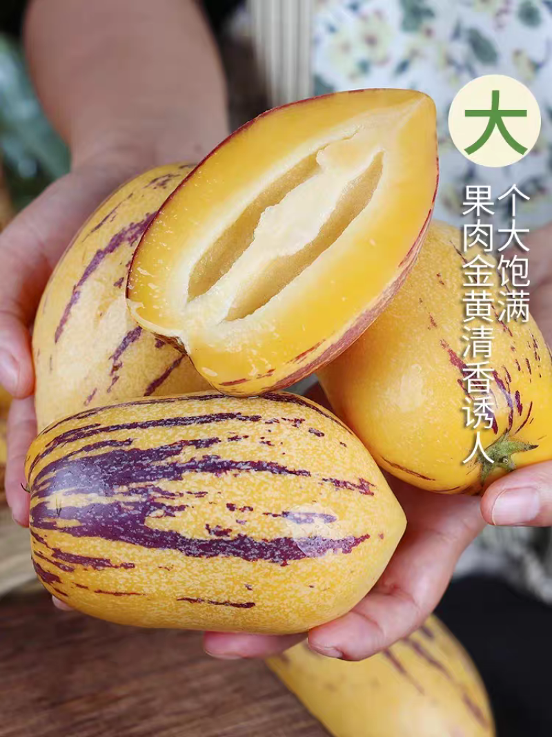《宁夏人生果》沙漠人生果/产地货源/质量三包/全国供应