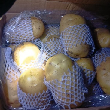 精品V7土豆荷兰土豆冷库货三两以上通天货