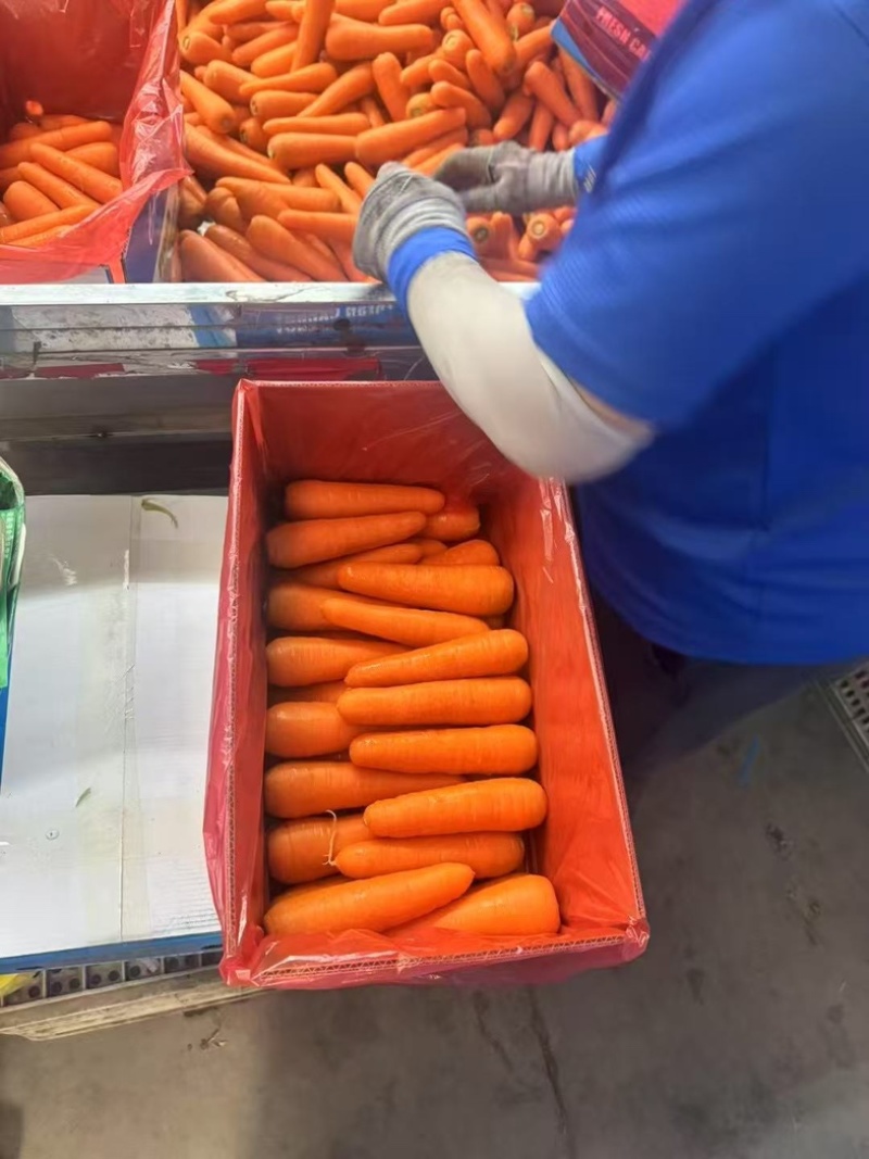 胡萝卜精品货产地直发价格实惠质量有保证