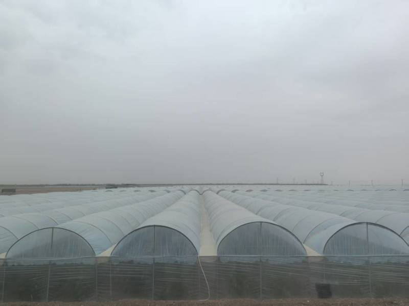 甘肃甜瓜大量上市，欢迎老板前来采购