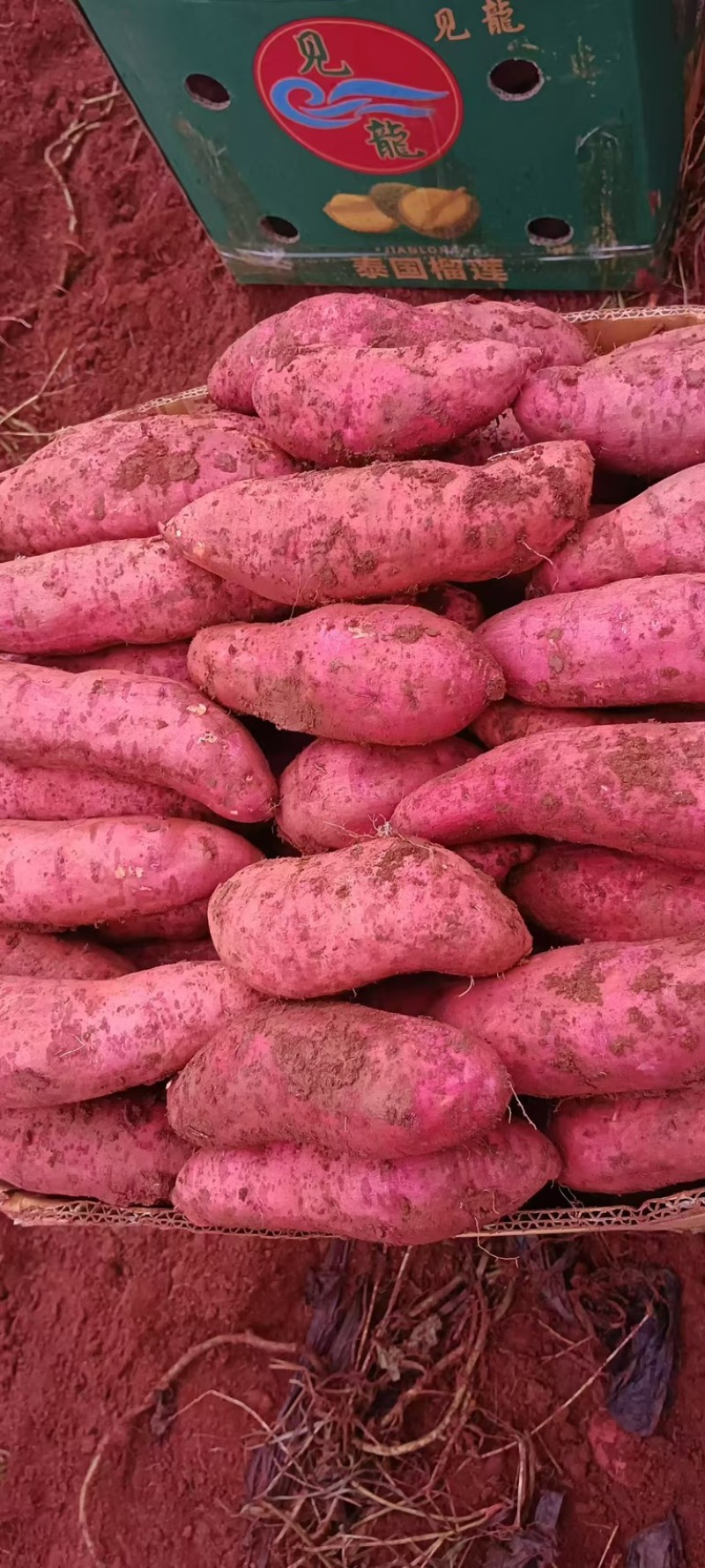 云南高原红土蜜薯西瓜红灰薯精品货质量有保证价格实惠
