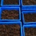 甲壳虫，人工培育竹虫虫茧，全程养殖技术指导