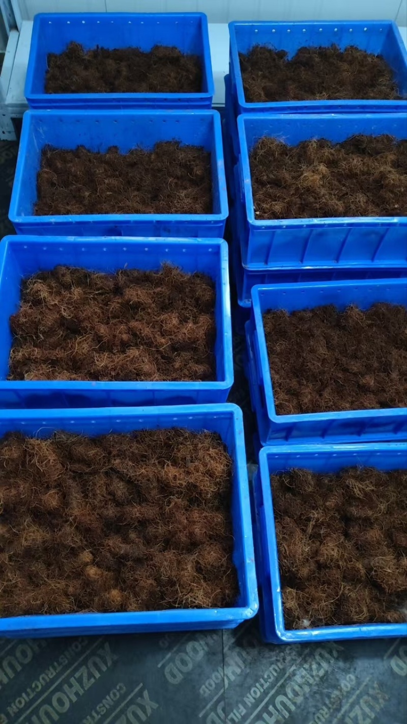 甲壳虫，人工培育竹虫虫茧，全程养殖技术指导