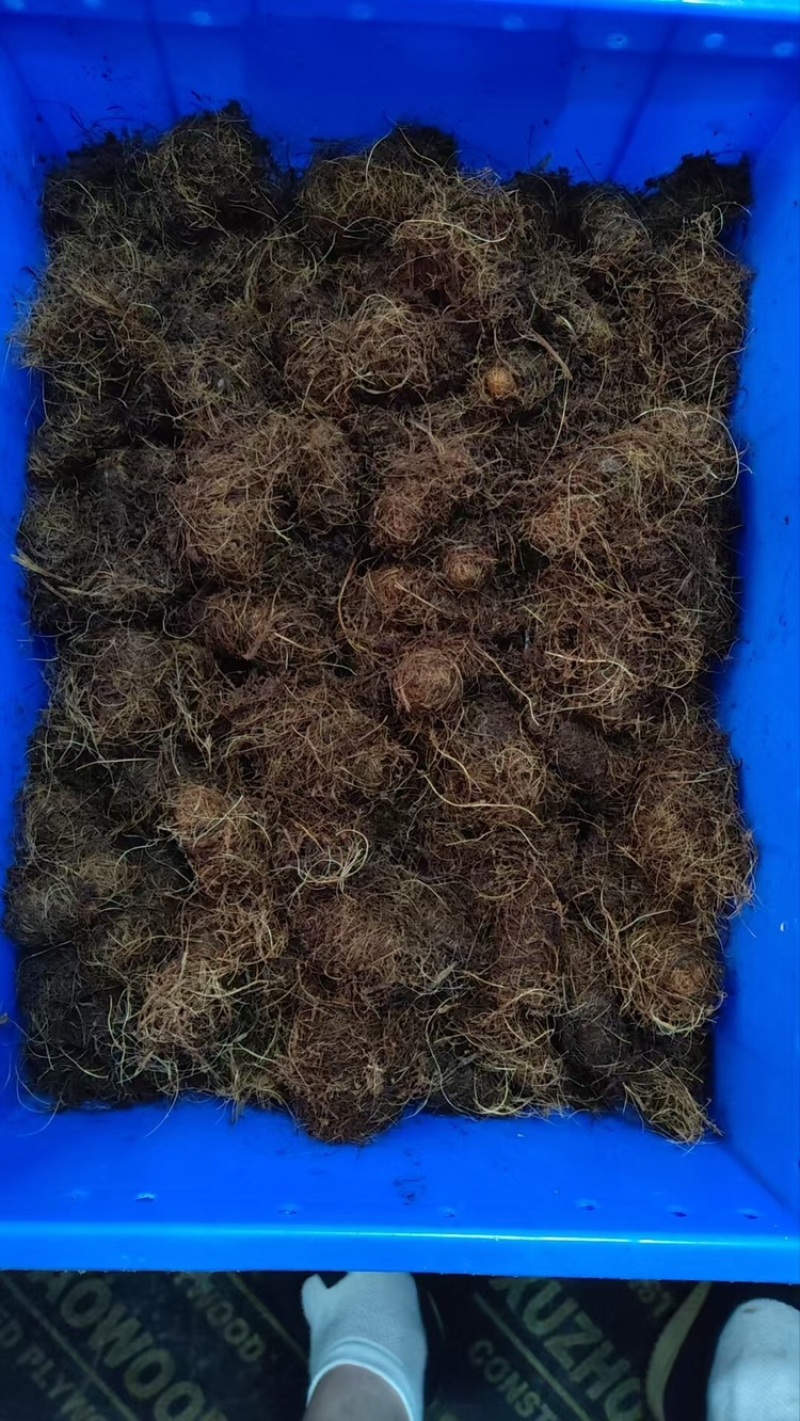 甲壳虫，人工培育竹虫虫茧，全程养殖技术指导