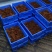 甲壳虫，人工培育竹虫虫茧，全程养殖技术指导