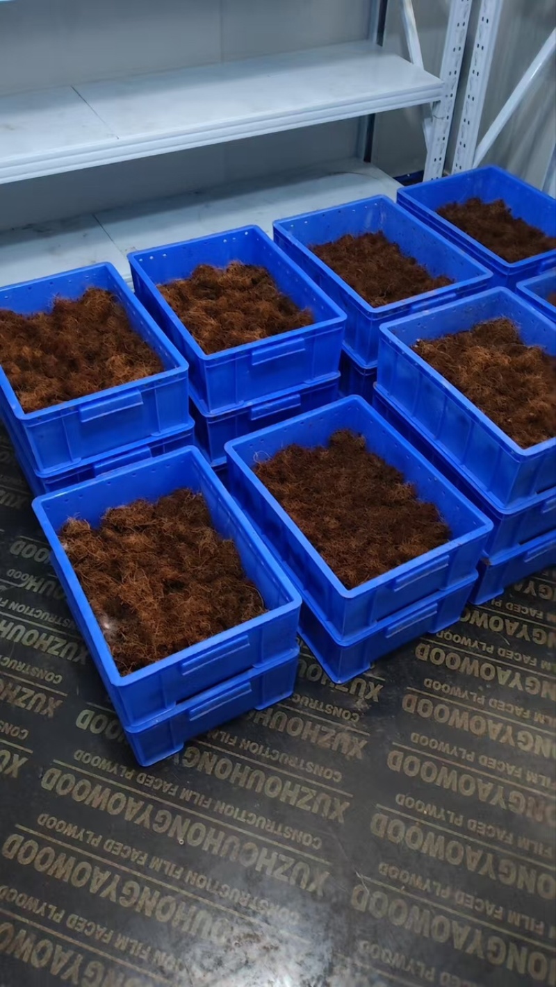 甲壳虫，人工培育竹虫虫茧，全程养殖技术指导