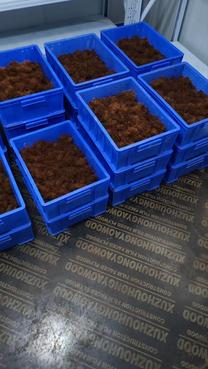 甲壳虫，人工培育竹虫虫茧，全程养殖技术指导