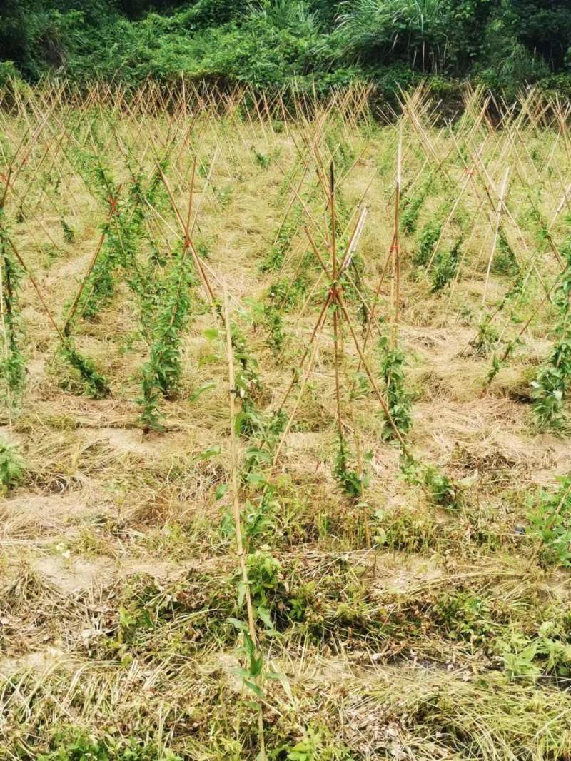 百部苗除草机