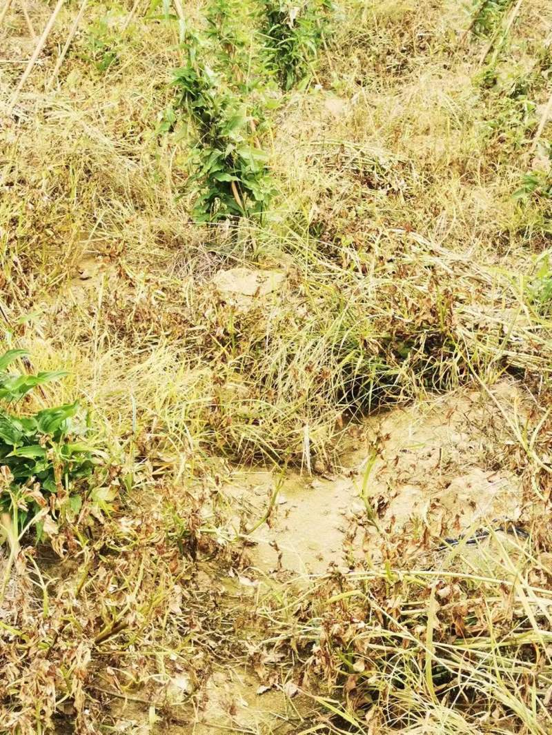 百部苗除草机