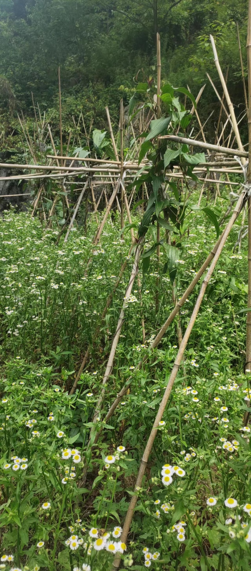百部苗除草机