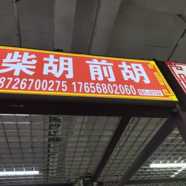 山西柴胡