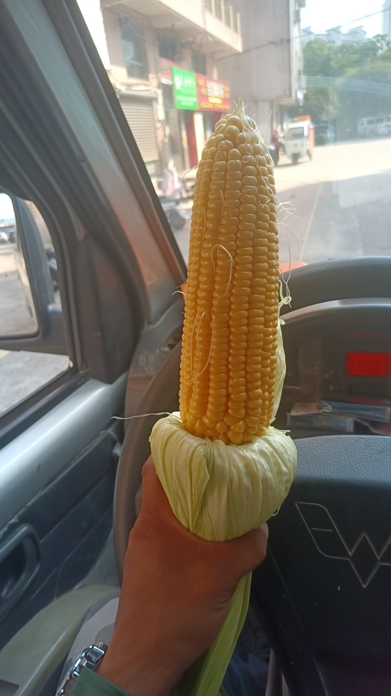 鲜水果玉米