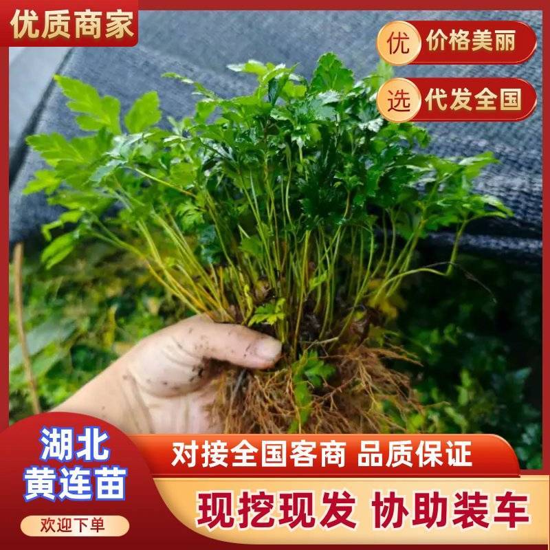 千万株优质一级鸡爪黄连苗自有苗圃现货直供量大价优