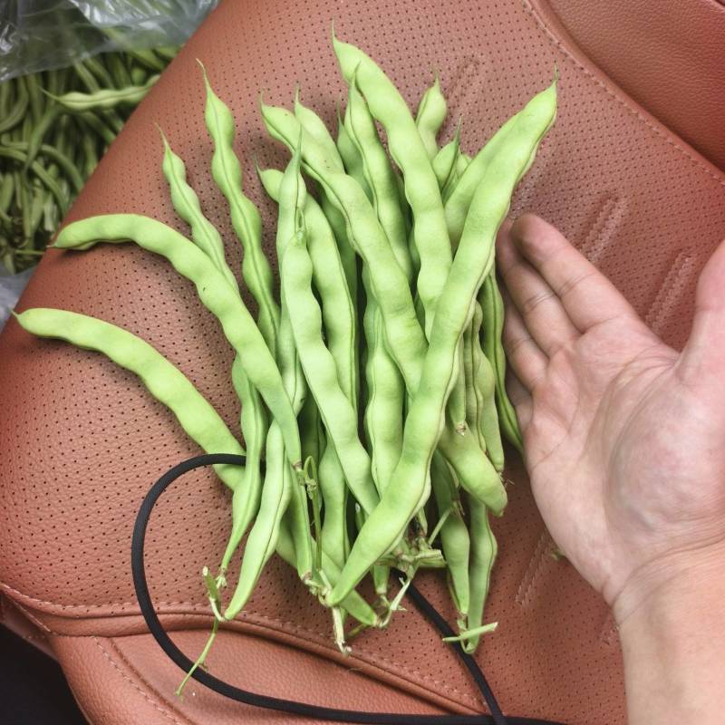 精品无筋豆大青豆白豆