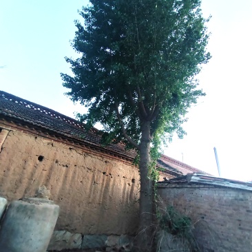 银杏树老家宅基地上的，小时候老爸种下的，三十年左右，两颗