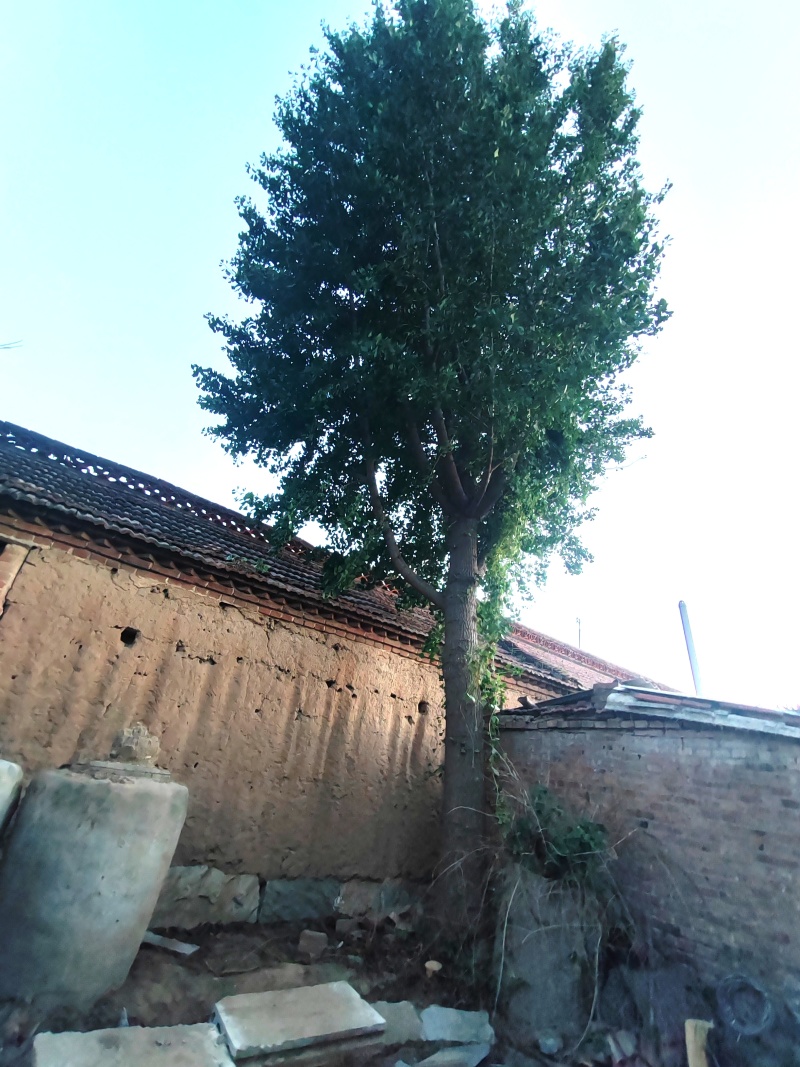 银杏树老家宅基地上的，小时候老爸种下的，三十年左右，两颗