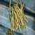 精品无筋豆大青豆白豆