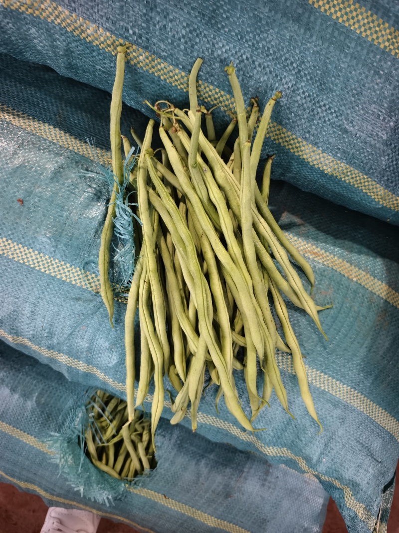 精品无筋豆大青豆白豆