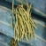 精品无筋豆大青豆白豆