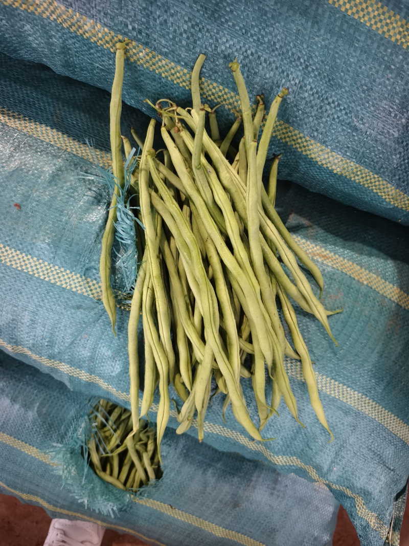 精品无筋豆大青豆白豆