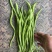 精品无筋豆大青豆白豆