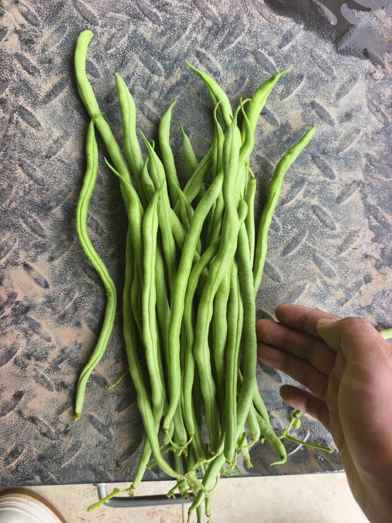 精品无筋豆大青豆白豆