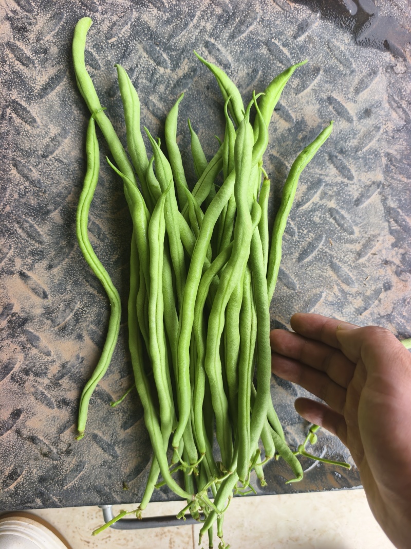 精品无筋豆大青豆白豆