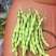精品无筋豆大青豆白豆