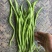 精品无筋豆大青豆白豆