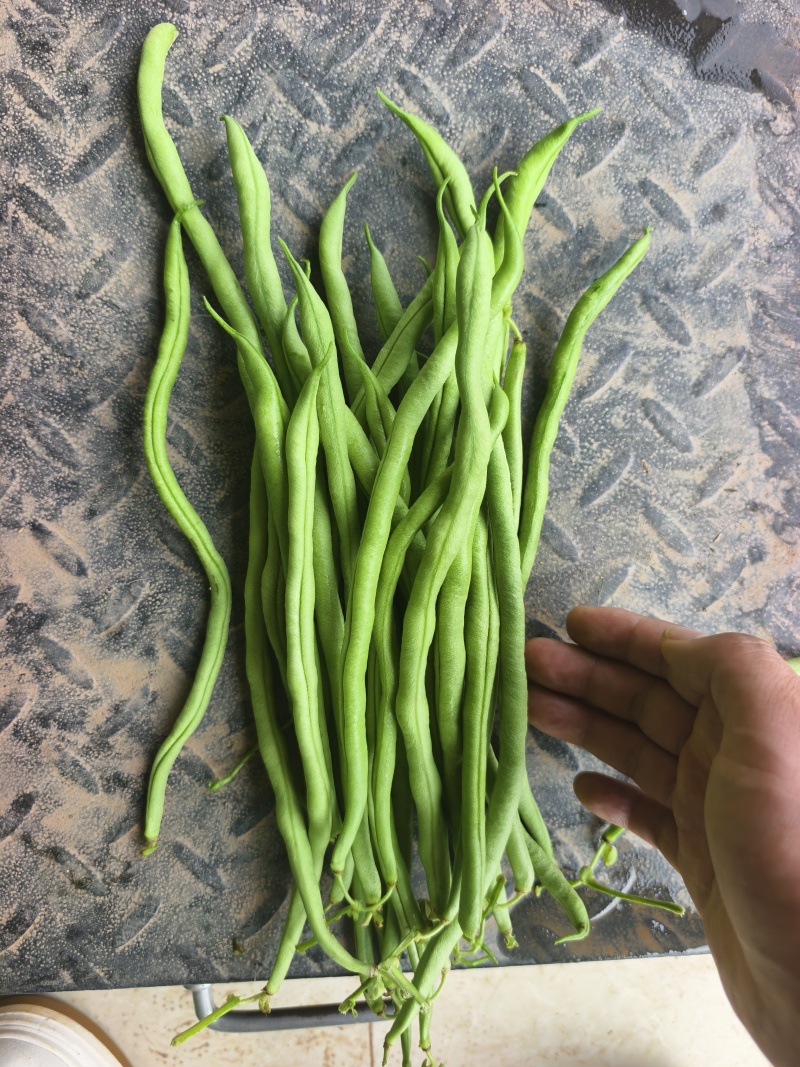 精品无筋豆大青豆白豆