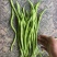 精品无筋豆大青豆白豆