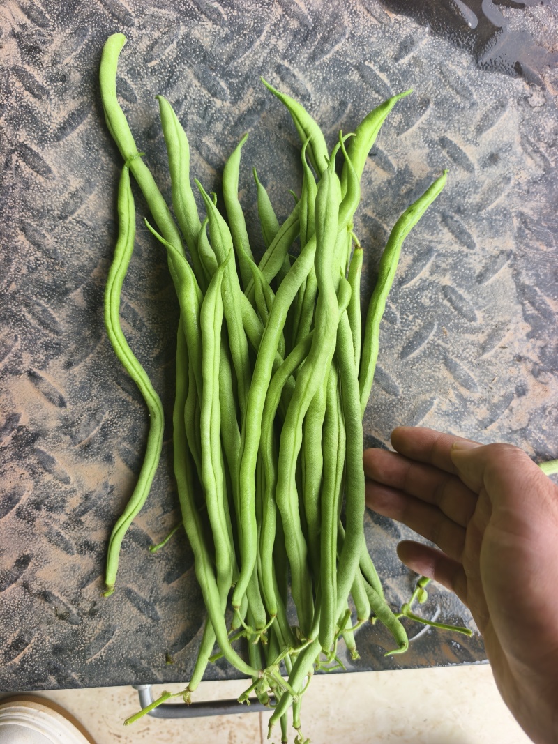精品无筋豆大青豆白豆
