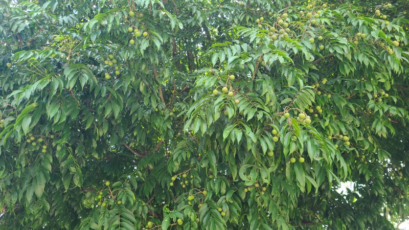 工厂货仁面鲜果