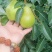 陕西秦岭山脉香蕉梨成熟，又名巴梨贵妃梨口感软糯香甜