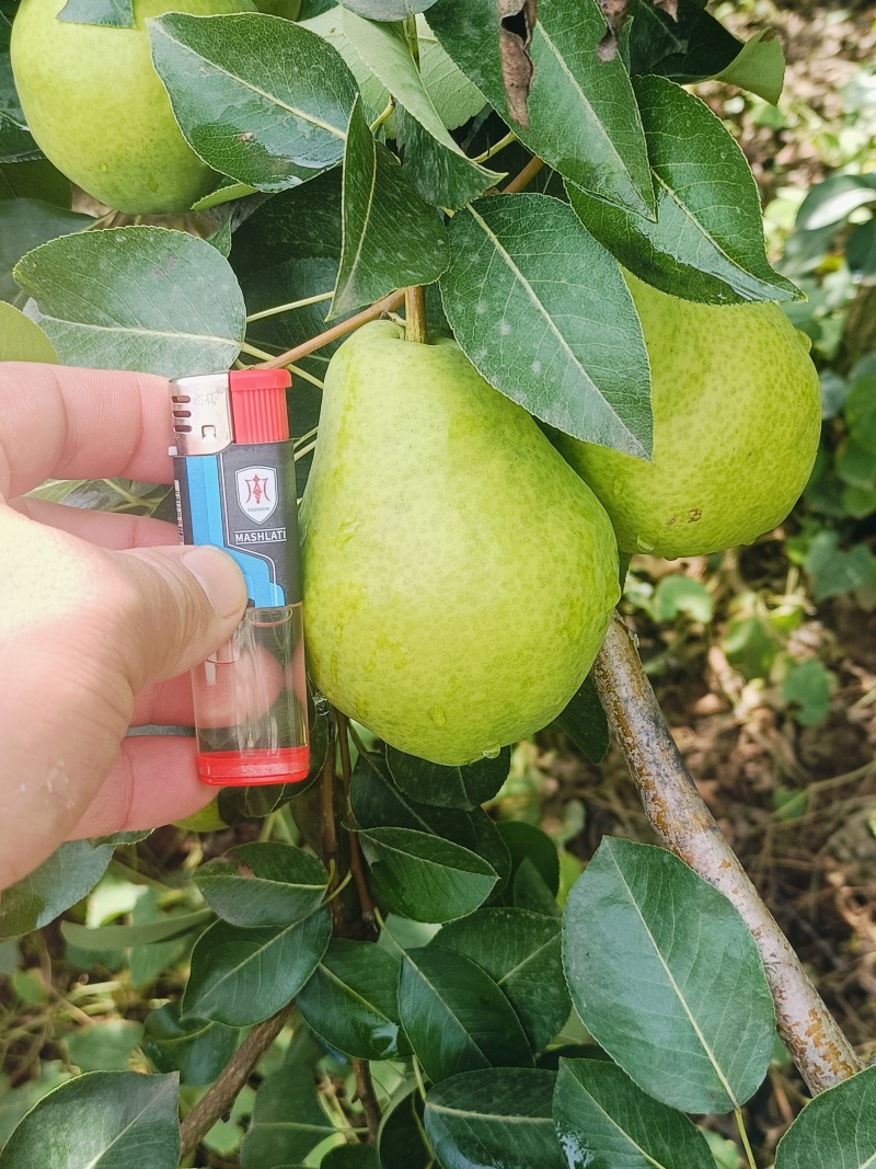陕西秦岭山脉香蕉梨成熟，又名巴梨贵妃梨口感软糯香甜