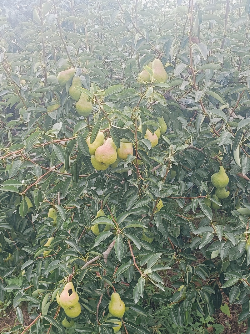 陕西秦岭山脉香蕉梨成熟，又名巴梨贵妃梨口感软糯香甜