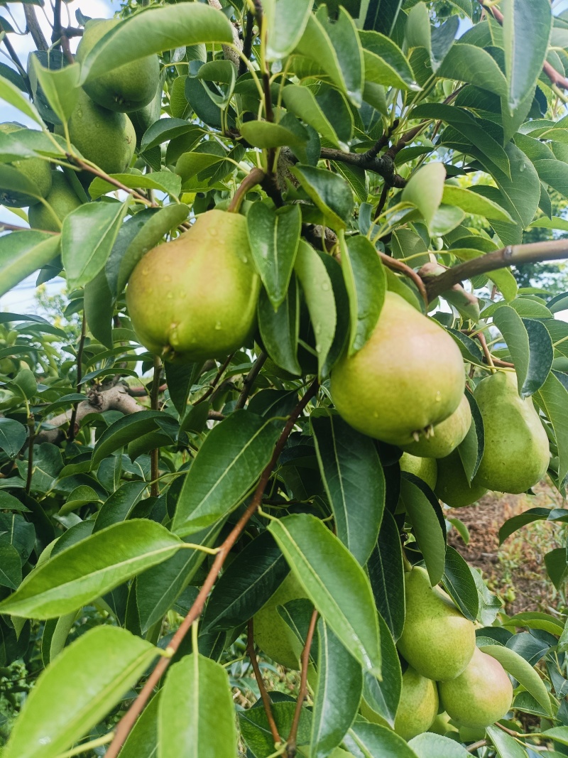 陕西秦岭山脉香蕉梨成熟，又名巴梨贵妃梨口感软糯香甜